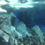 Sea World Gold Coast Surfers Paradise Australia Australien Backpacka resa travel