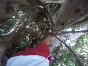 15m upp i ett ihåligt träd