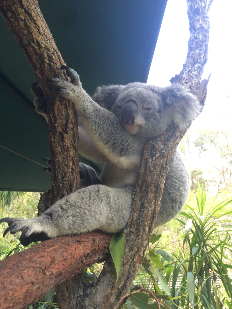 Livsfarliga ormar, krokodiler och noshörningar
