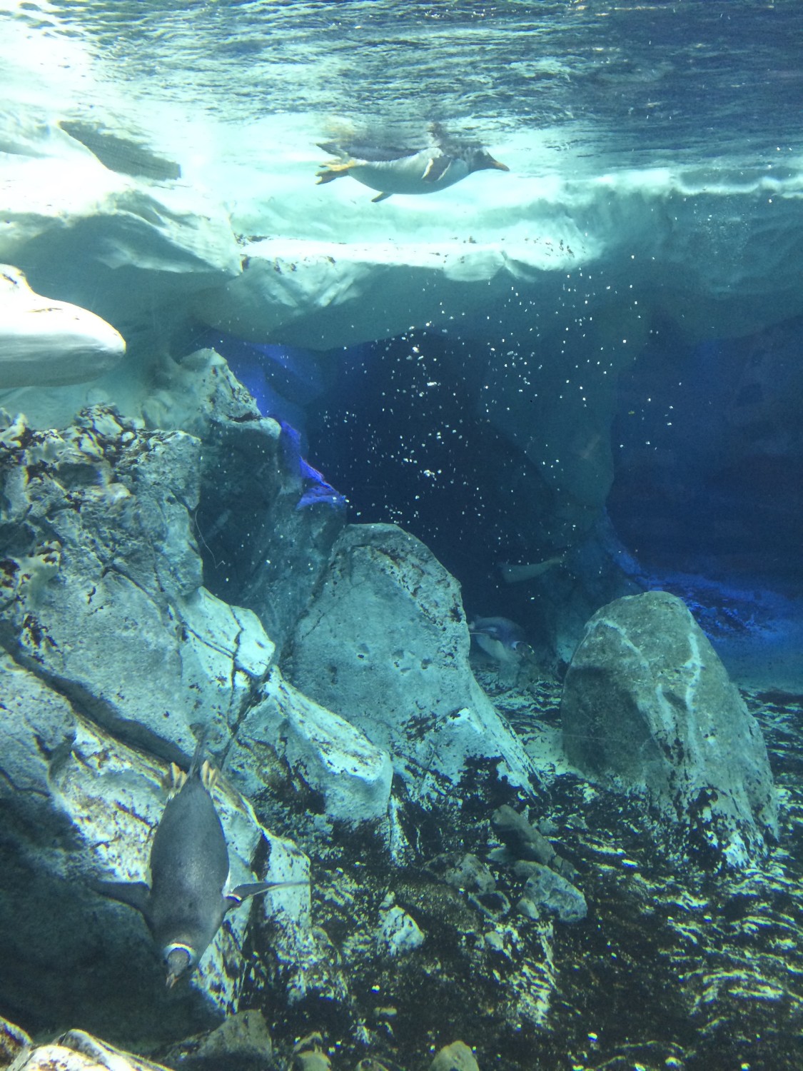 Voltande delfiner och jetskis