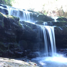 Vattenfall och världens giftigaste orm